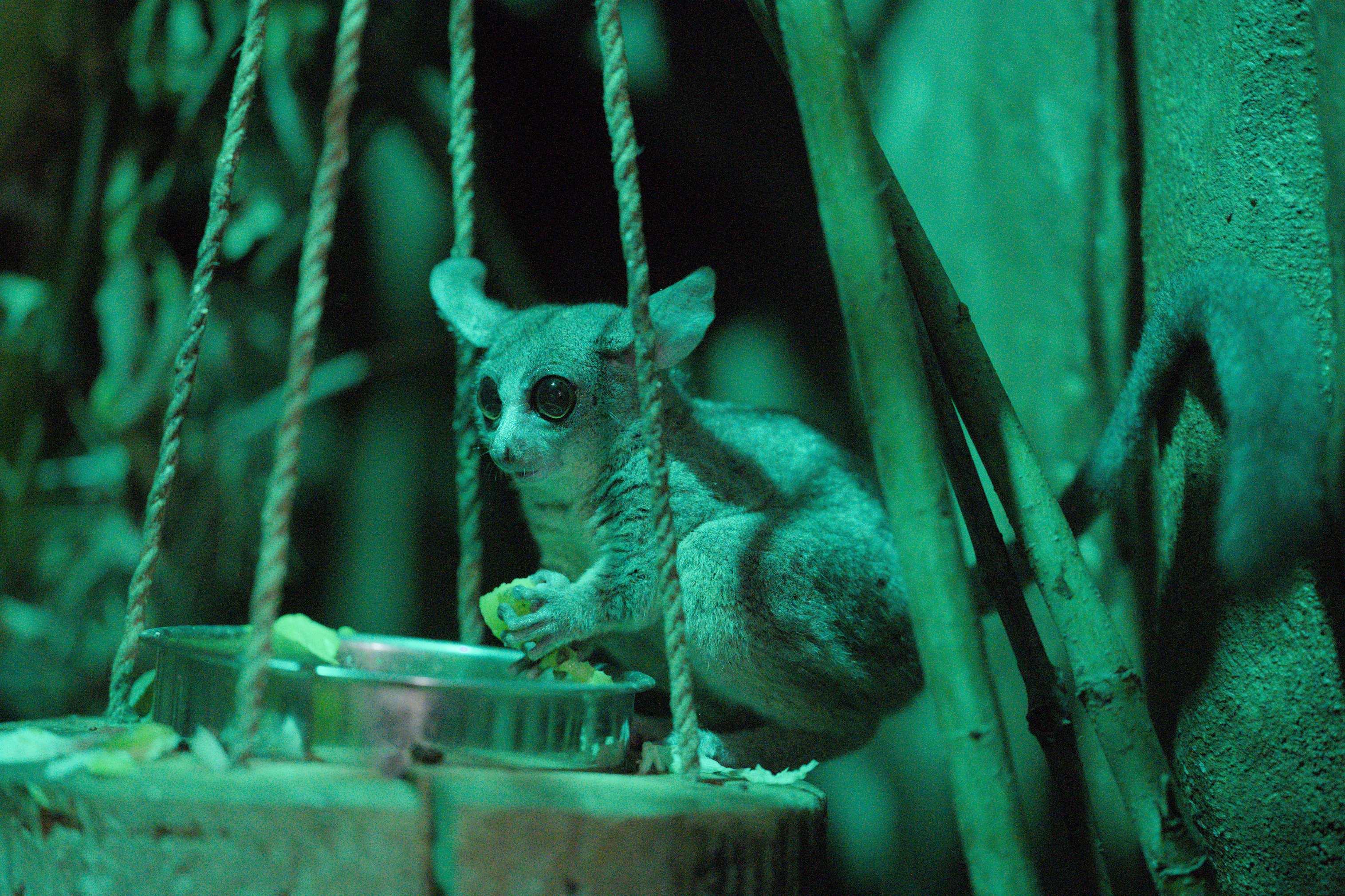 2025/10/12 - zoo/DSC_0298.jpg